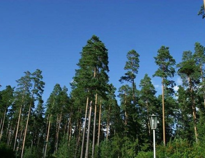 Климатолечение - Оздоровительные услуги - Санаторий «Боровое»